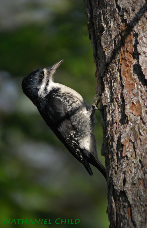 Black-backed Woodpecker