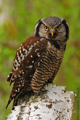 Northern Hawk Owl