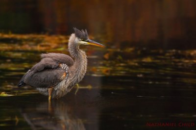 Great Blue Heron