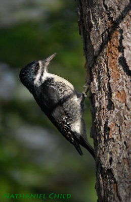 Black-backed Woodpecker