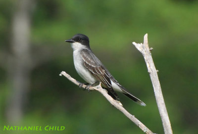 Eastern Kingbird