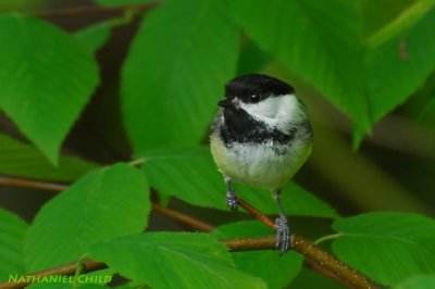 Black-capped Chickadee