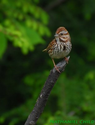 Song Sparrow