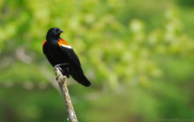 Red-winged Blackbird