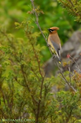 Cedar Waxwing