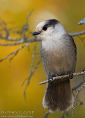 Gray Jay