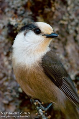 Gray Jay