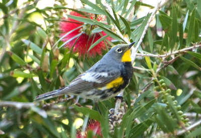 YRWA-Audubon's-male-041409-GDJ-0055.jpg