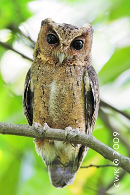 Otus bakkamoena - Collared Scops-Owl