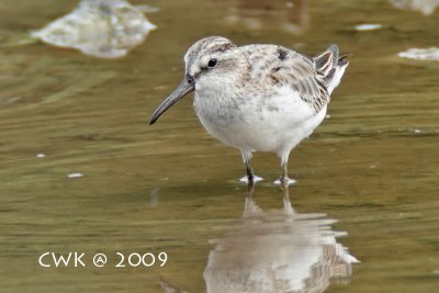 Limicola falcinellus - Broad-billed Sandpiper