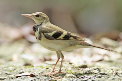 Dendronanthus indicus - Forest Wagtail