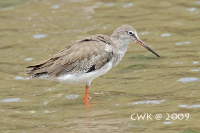 Tringa totanus - Common Redshank