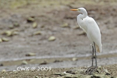 Mesophoyx/Egretta intermedia - Intermediate Egret