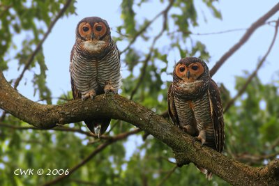 Strix seloputo - Spotted Wood Owl