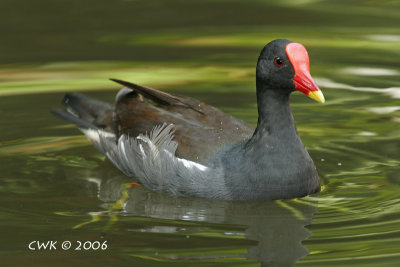 Gallinula chloropus - Common Moorhen