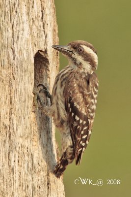 Dendrocopos nanus - Brown-capped Pygmy Woodpecker