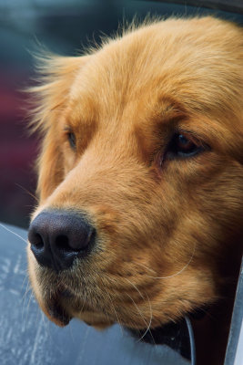 goldenretriever0457.jpg