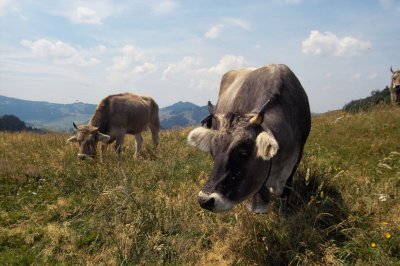 Swiss cows