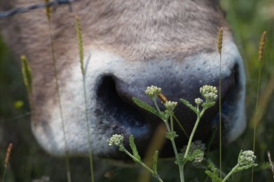 a cows meal