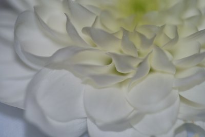 White Flower