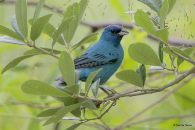 Indigo Bunting
