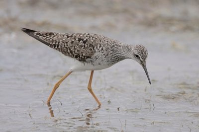 Lesser Yellowlegs
