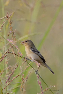 White-collared Seedeater