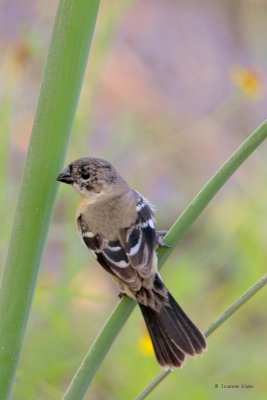 White-collared Seedeater