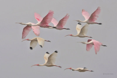 Roseate Spoonbills and White Ibis