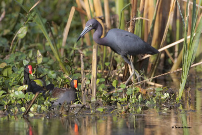 Little Blue Heron and Common Moorehen