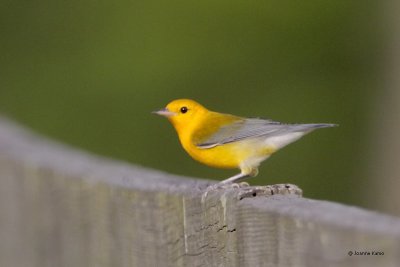 Prothonotary Warbler