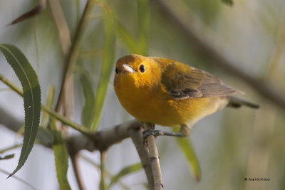 Prothonotary Warbler