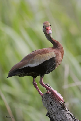 Black-bellied Whistling Duck