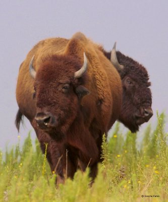 American Bison