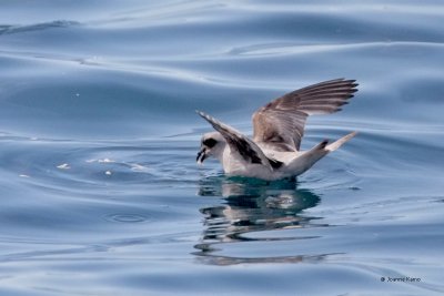 Fork-tailed Storm Petrel