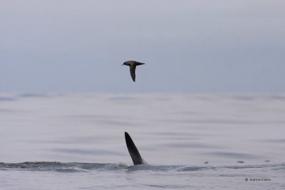 Orca and Pink-footed Shearwater