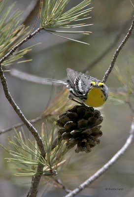 Grace's Warbler