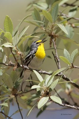 Grace's Warbler