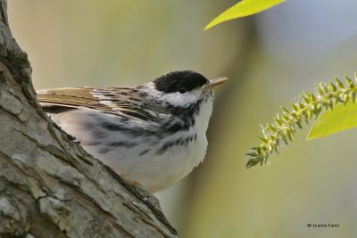 Blackpoll Warbler