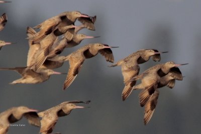 Marbled Godwits