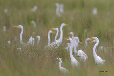 Great and Snowy Egrets