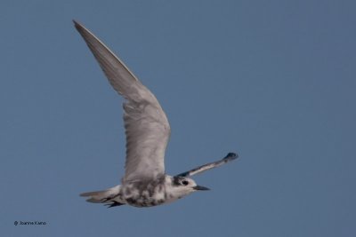 Black Tern