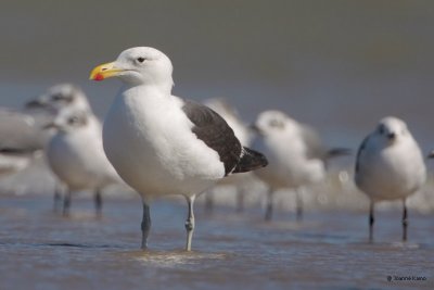 Kelp Gull