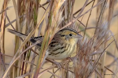 LeConte's Sparrow