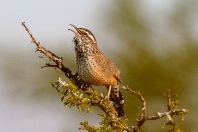 Cactus Wren