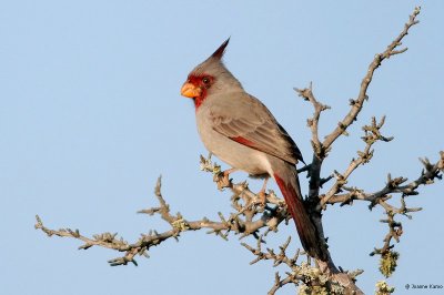 Pyrrhuloxia