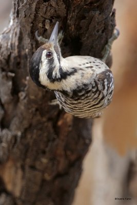 Ladder-backed Woodpecker