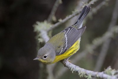 Magnolia Warbler