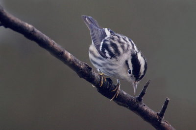 Black-and-white Warbler