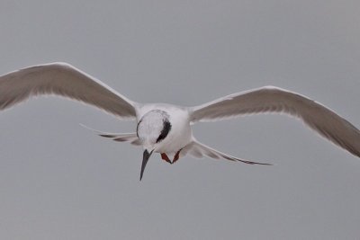 Forster's Tern